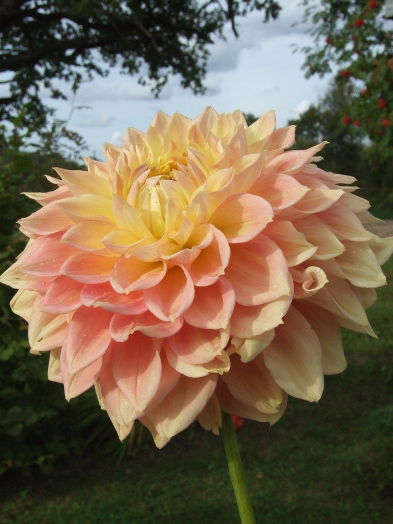 Barbarry Gateway Decorative Dahlias Dahlia Tubers Order Dahlia