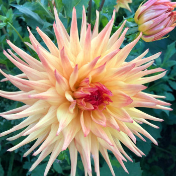 Cactus dahlia tubers - order cactus dahlia tubers online