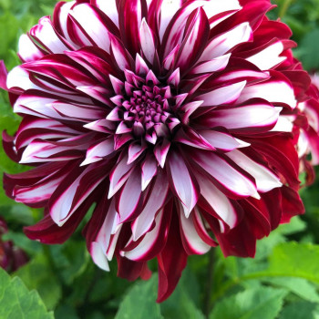 Stellardahlie Dahlia Knollen - bestellen Sie Stellardahlie Dahlia Knollen online