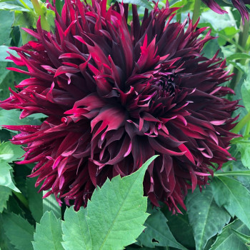 Waterlily dahlia tubers - order Waterlily dahlia tubers online