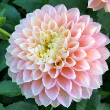 Decorative dahlia tubers - order decorative dahlia tubers online