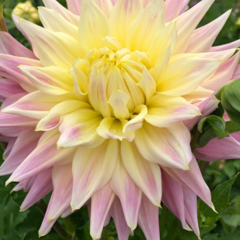 Cactus split flower dahlia tubers - order Cactus split flower dahlia tubers online