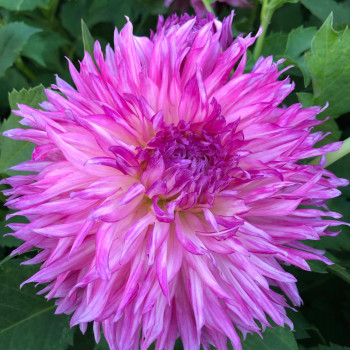 Cactus split flower dahlia tubers - order Cactus split flower dahlia tubers online