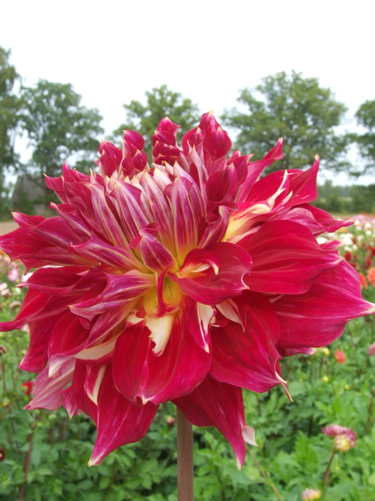 CLEARVIEW MAGIC Decorative dahlias dahlia tubers order dahlia