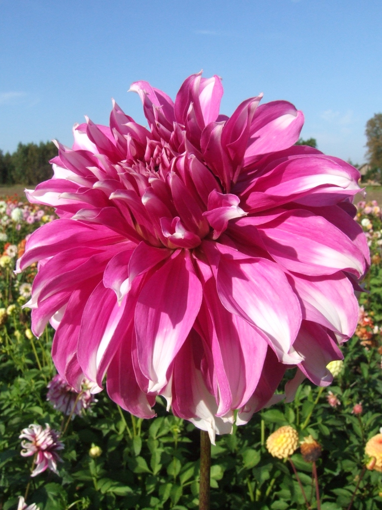 RADEGAST | Decorative dahlias | dahlia tubers | order dahlia tubers ...