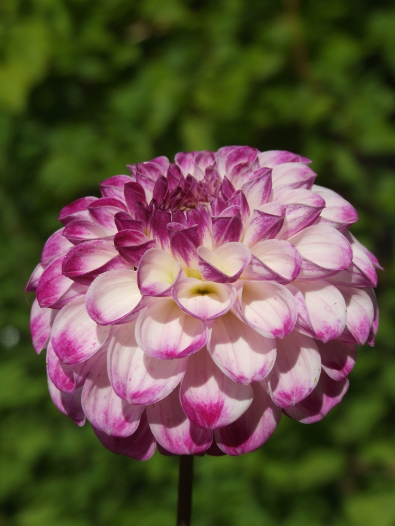 FERNCLIFF TANGO | Ball and Pompon dahlias | dahlia tubers | order ...