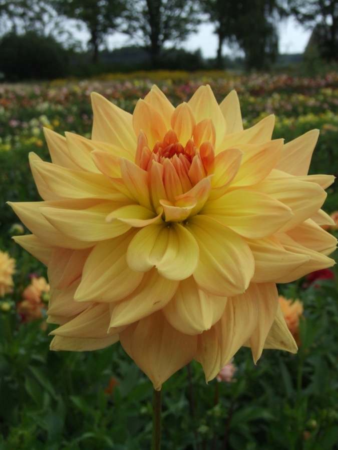 HONEYMOON | Decorative dahlias | dahlia tubers | order dahlia tubers online...