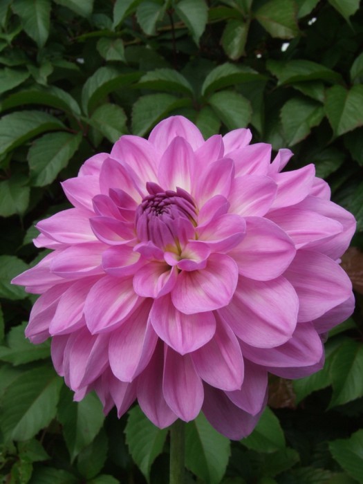 HAPET LAGOON | Waterlily dahlias | dahlia tubers | order dahlia tubers ...