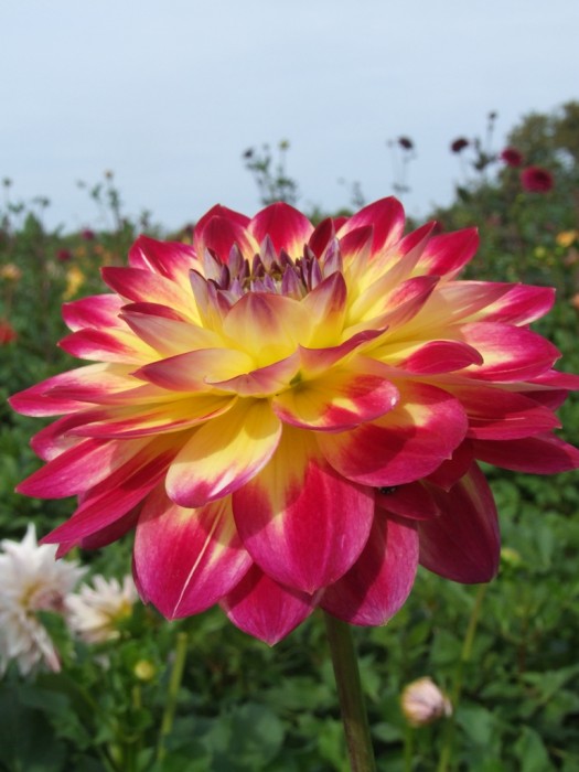 Hapet Exotica Waterlily Dahlias Dahlia Tubers Order Dahlia Tubers