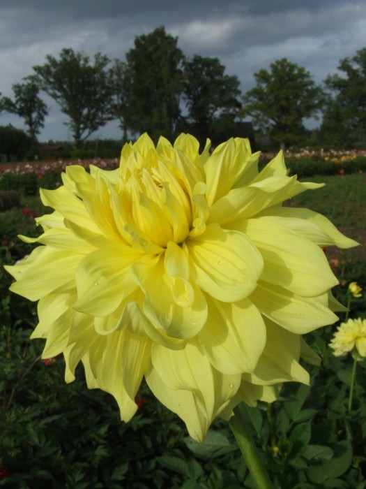 WANDA'S CAPELLA | Decorative Dahlias | Dahlia Tubers | Order Dahlia ...